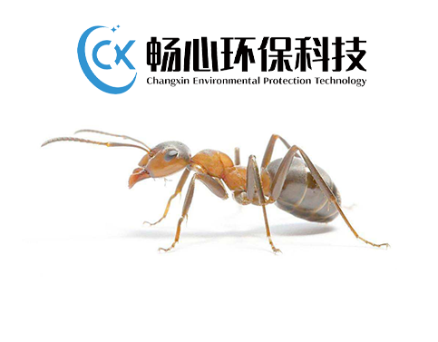 灭蚂蚁