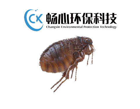 灭跳蚤