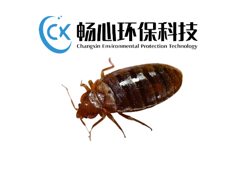 灭臭虫