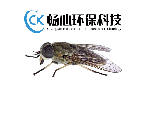 灭苍蝇