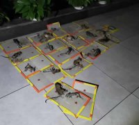 畅心虫控施工现场