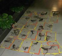畅心虫控施工现场